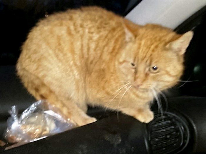 Onze kat heet poes: maar hij is wel weg - Foto: Eigen geleverde foto