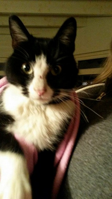 Aan komen lopen: Zwarte poes - Foto: Eigen geleverde foto