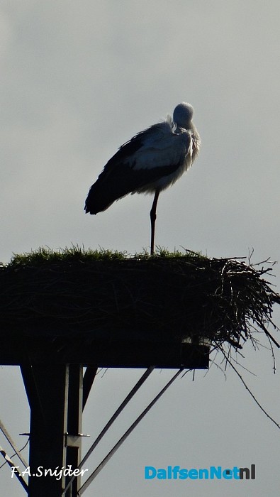 Ooievaar terug aan de Vecht Dalfsen