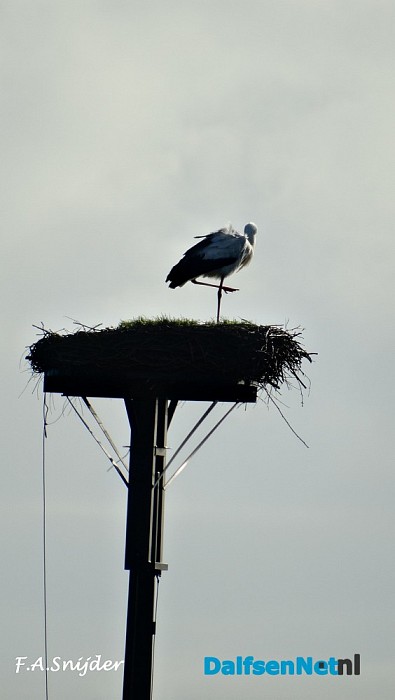 Ooievaar terug aan de Vecht Dalfsen