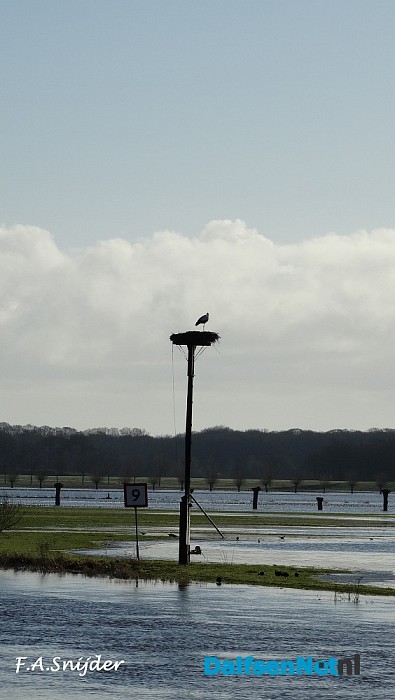 Ooievaar terug aan de Vecht Dalfsen