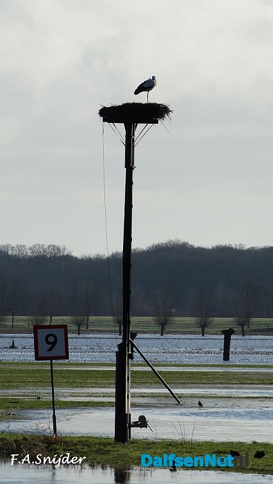 Ooievaar terug aan de Vecht Dalfsen