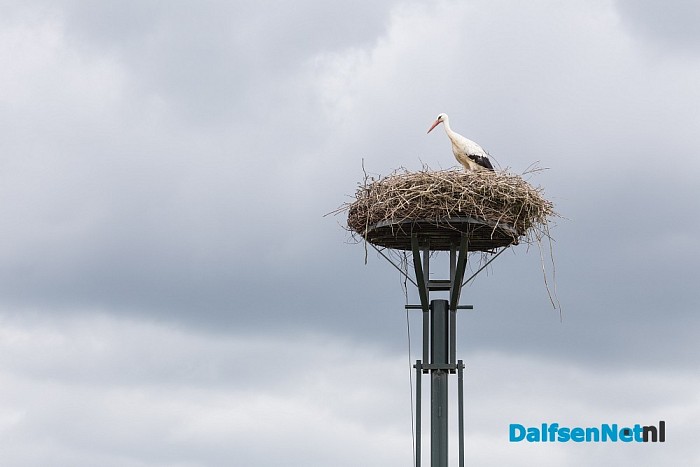 De ooievaar is al weer in Hoonhorst update