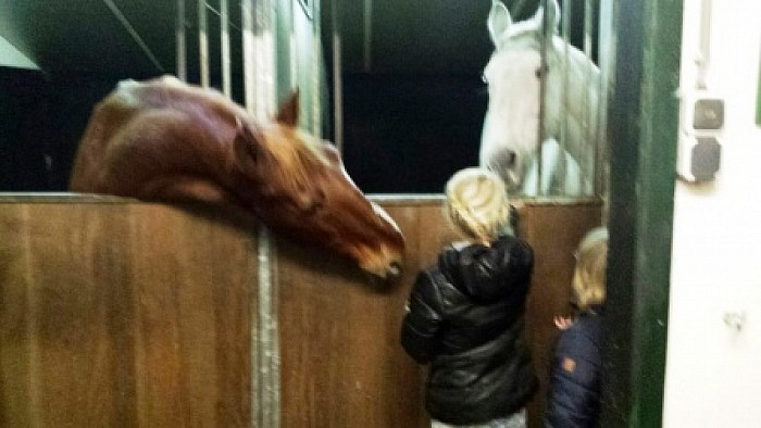 Rommelmarkt en paarden knuffelen - Foto: Eigen geleverde foto
