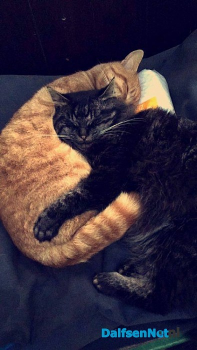 Vermist Noorse Boskat Pluis ( terecht)