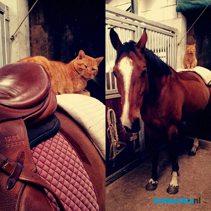 Vermist rode kater Klaas