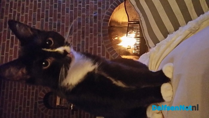 Vermist poes Snoepy