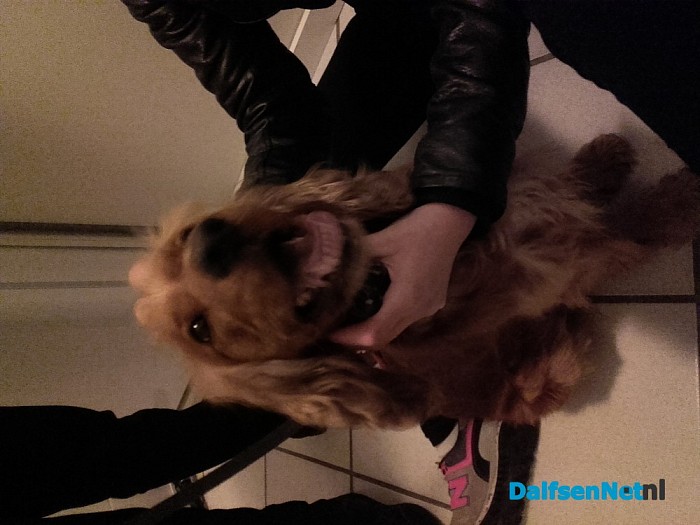 Hond gevonden en terug bij de baas