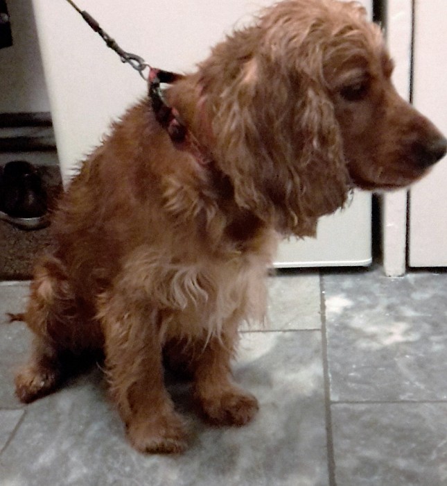 Hond gevonden in de Wilhelminastraat (update) - Foto: Eigen geleverde foto