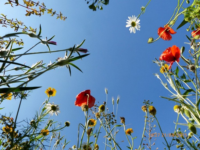 Bijdragen aan biodiversiteit door aanleg natuurakker - Foto: Eigen geleverde foto