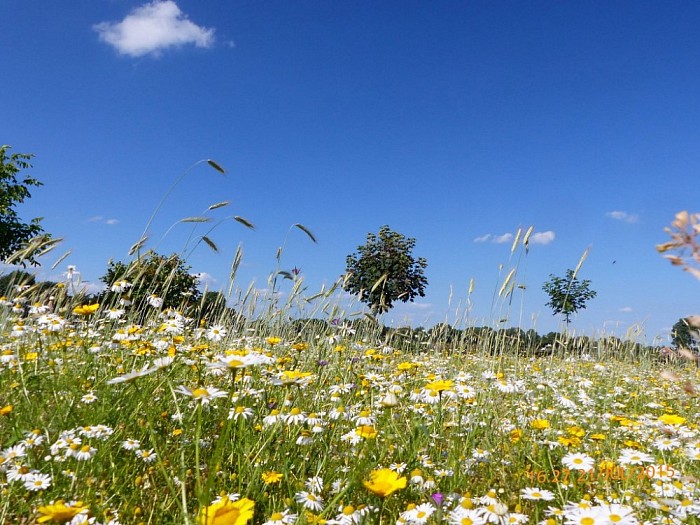 Bijdragen aan biodiversiteit door aanleg natuurakker - Foto: Eigen geleverde foto