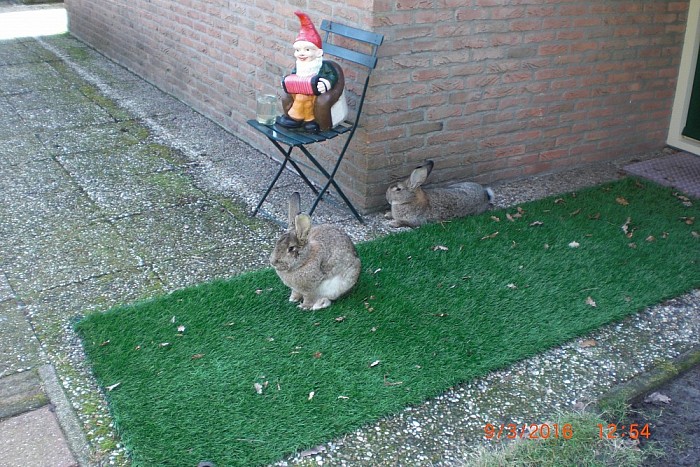 Pukkel en Sukkel - Foto: Eigen geleverde foto