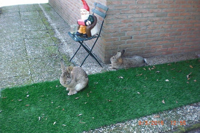 Pukkel en Sukkel - Foto: Eigen geleverde foto