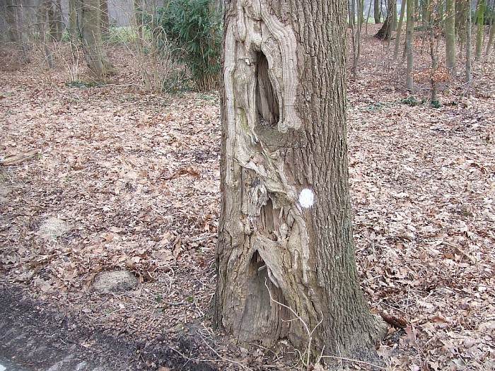 Bomen Heinoseweg sterven uit - Foto: Wim