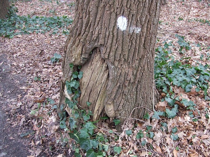 Bomen Heinoseweg sterven uit - Foto: Wim