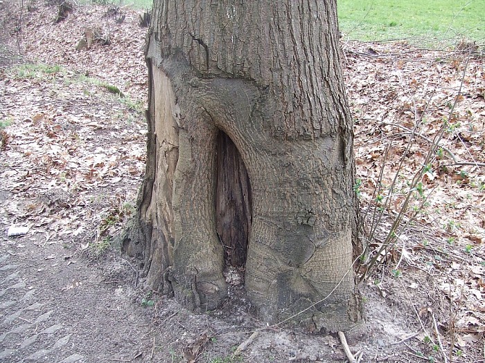 Bomen Heinoseweg sterven uit - Foto: Wim