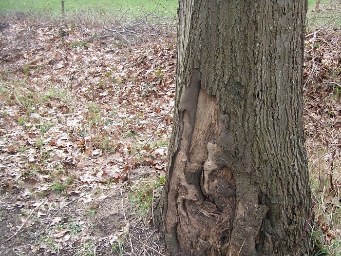 Bomen Heinoseweg sterven uit - Foto: Wim