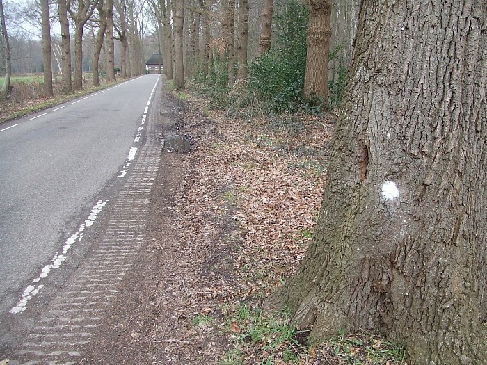 Bomen Heinoseweg sterven uit - Foto: Wim
