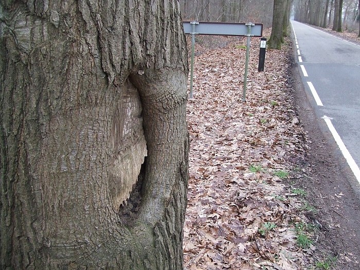 Bomen Heinoseweg sterven uit - Foto: Wim