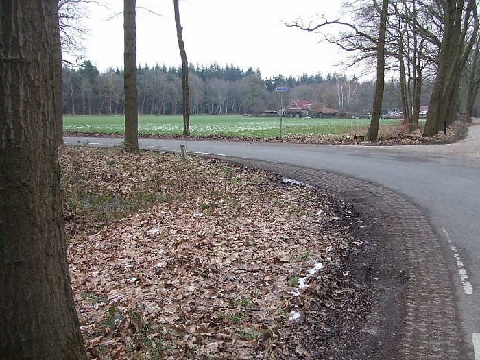 Bomen Heinoseweg sterven uit - Foto: Wim