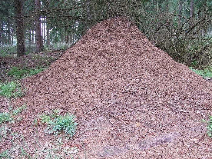 Miegémpen - Foto: Wim