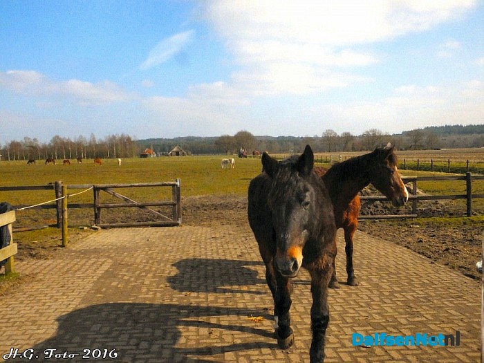 NL Doet ook bij “t, olde manegepeerd”. - Foto: H.G. Foto