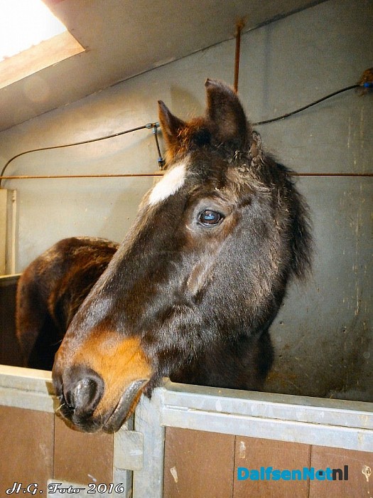 NL Doet ook bij “t, olde manegepeerd”. - Foto: H.G. Foto