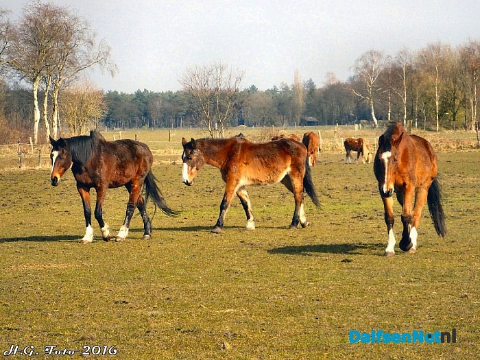 NL Doet ook bij “t, olde manegepeerd”. - Foto: H.G. Foto