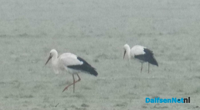 Ooievaars koppel compleet - Foto: Eigen geleverde foto