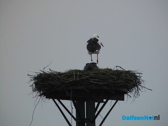 Ooievaars koppel compleet - Foto: Eigen geleverde foto
