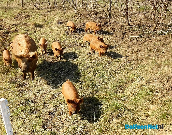 Varkens komen tiet te kort