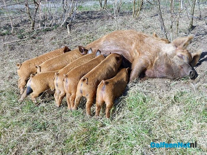 Varkens komen tiet te kort