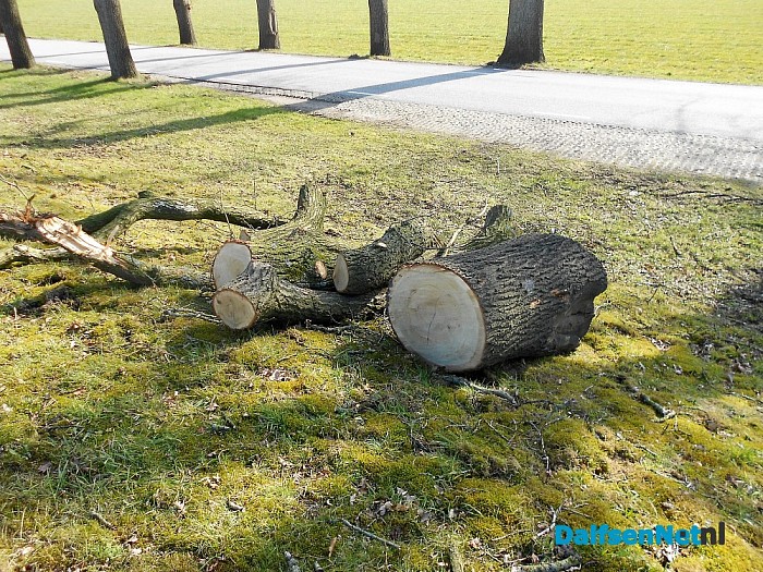 Veel besproken hout