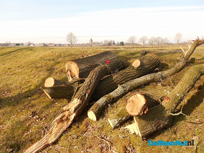 Veel besproken hout