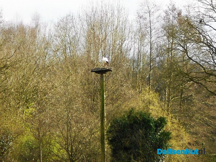 Ooievaar in Emmen