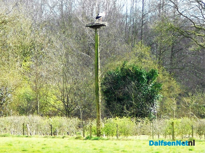 Ooievaar in Emmen