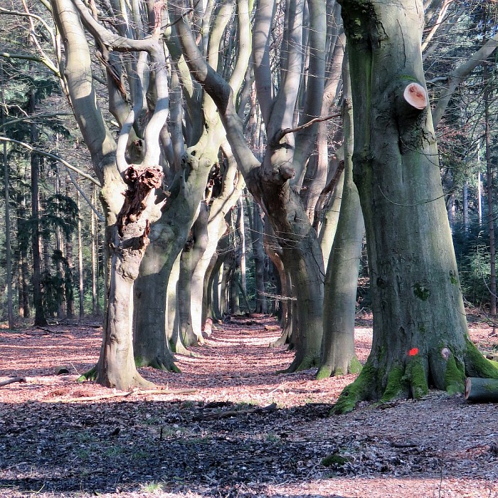 Zaterdagochtend wandeling - Foto: Eigen geleverde foto