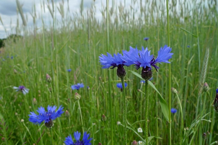 Biologische landbouw in de stadsrand - Foto: Eigen geleverde foto