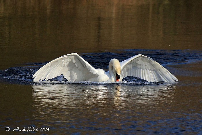 Foto van de maand Maart. - Foto: Ank Pot
