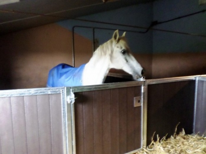 Rommelmarkt en paarden knuffelen - Foto: Eigen geleverde foto