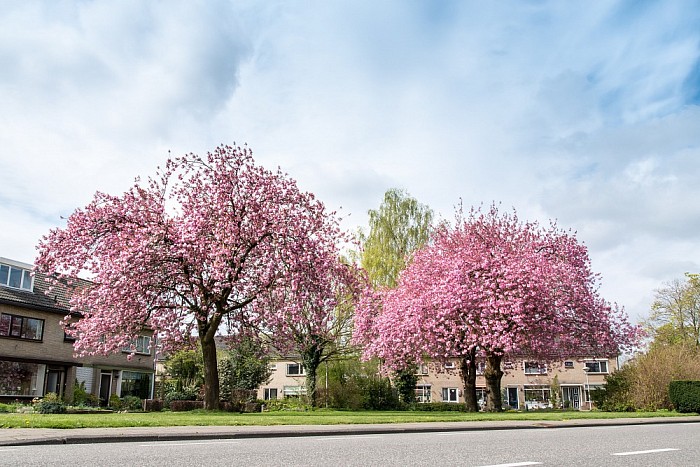 Kersenbomen aan de Thomas a Kempislaan/Fabiushof - Foto: Thomas Klomp