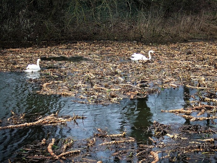 Ruimte voor de Vecht - Foto: Wim