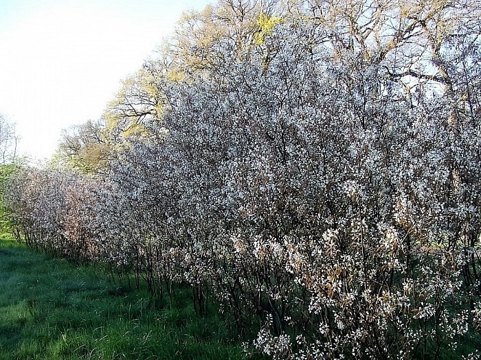 Het is volop lente in Lenthe - Foto: Wim