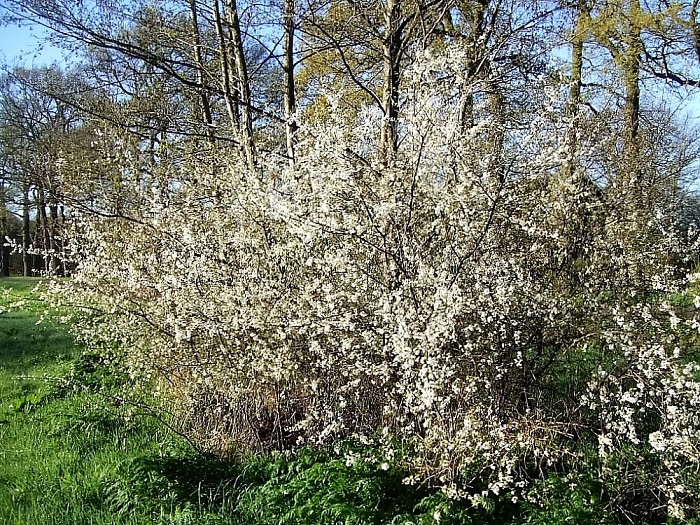 Het is volop lente in Lenthe - Foto: Wim