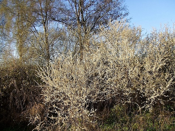 Het is volop lente in Lenthe - Foto: Wim