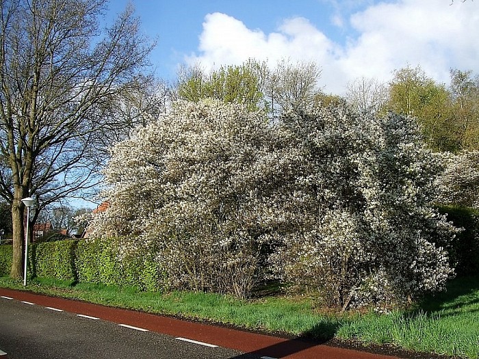 Het is volop lente in Lenthe - Foto: Wim