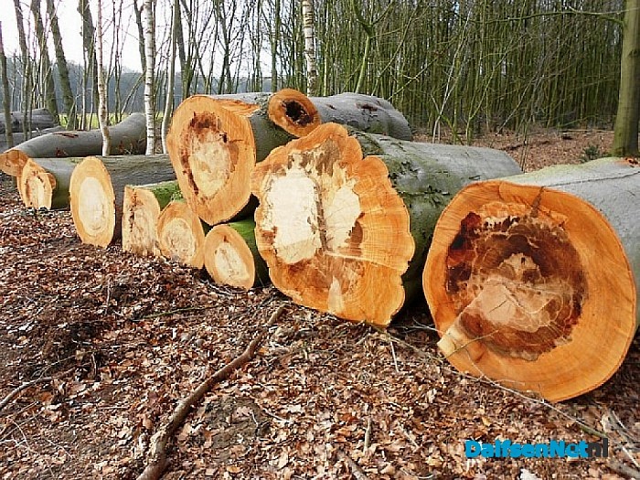 Nieuwe aanplant doet het goed