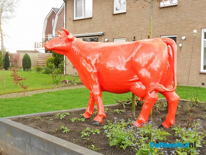 Koe in tuin in nieuwbouwwijk