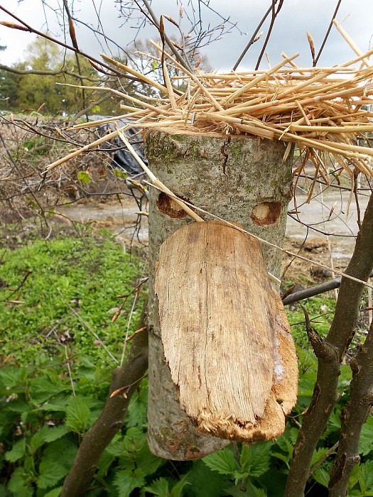 Kunst onder de bomen
