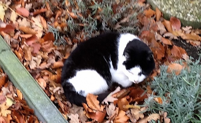 Poes kwijt - Foto: Eigen geleverde foto